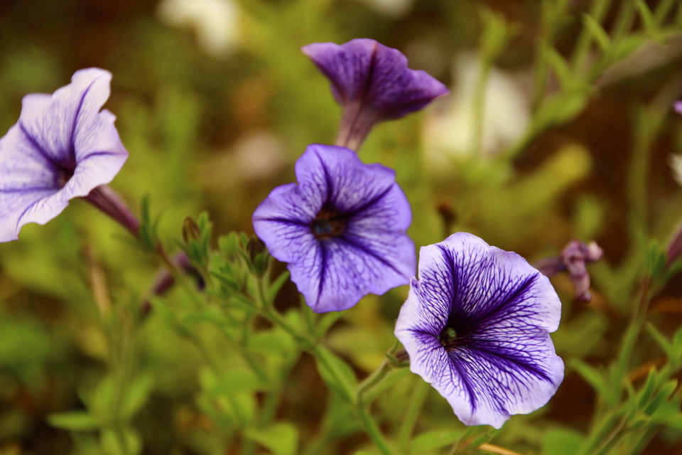 ペチュニアは、春から晩秋まで長く楽しめるガーデニングの代表的な花です。