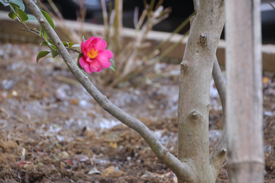 山茶花（さざんか）