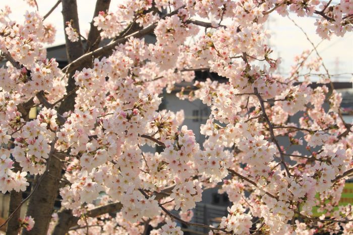 満開の健育桜