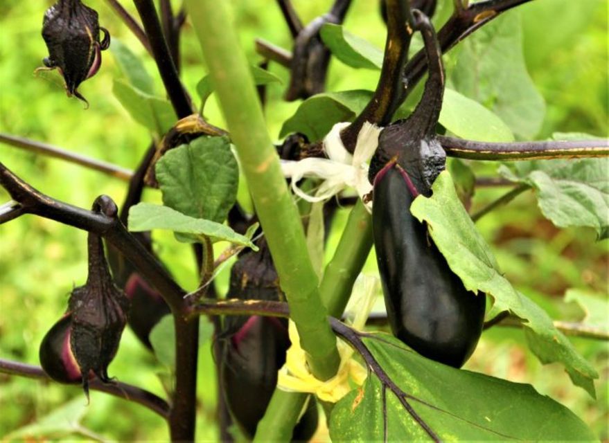 夏野菜の人気の一角、茄子（なす）