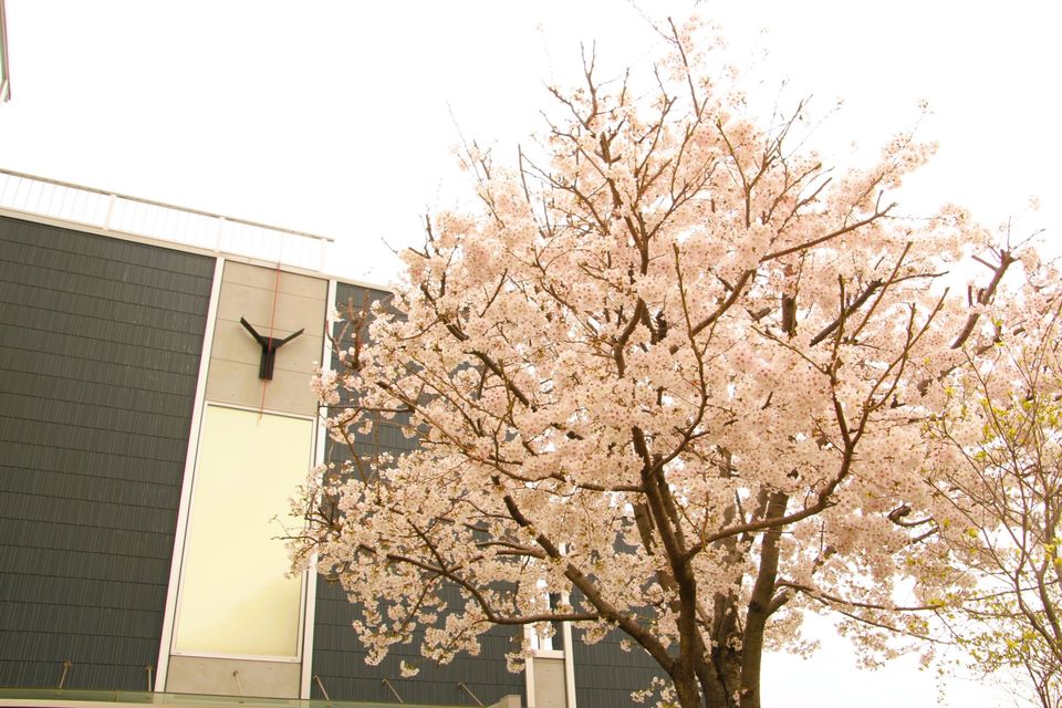 健育桜!!