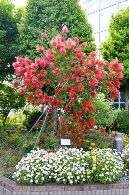 今年、満開の花を咲かせてくれた記念樹 【after】