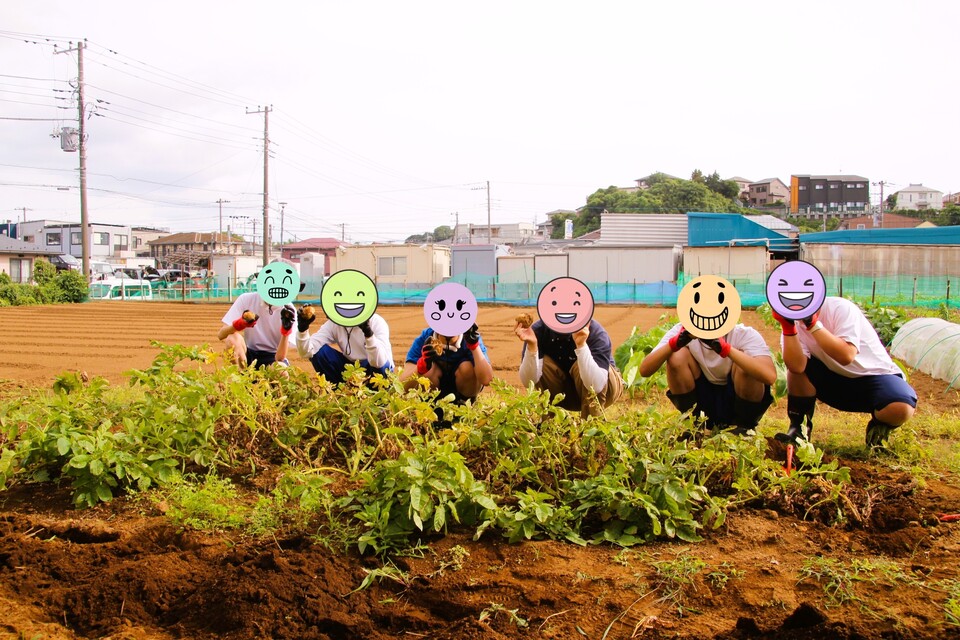 収穫作業
